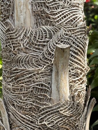 Coccothrinax miraguama subsp. miraguama