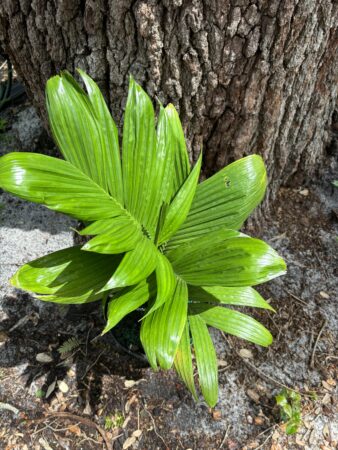 Areca catechu