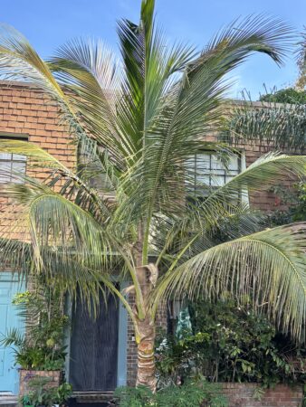 Cocos nucifera