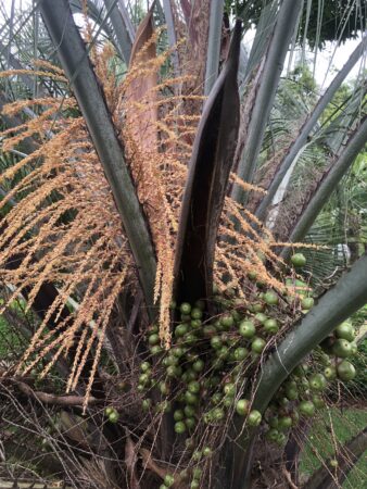 Butia eriospatha