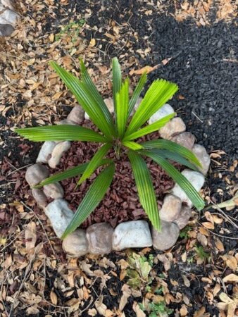 Licuala sp. "Togu Bodu"