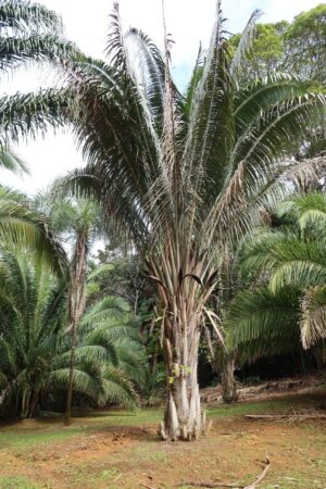 Attalea seabrensis