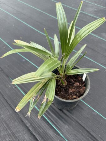Copernicia alba