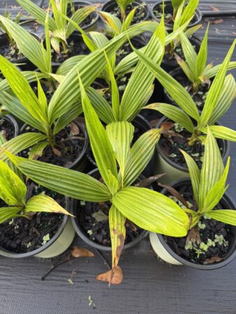 Pritchardia pacifica