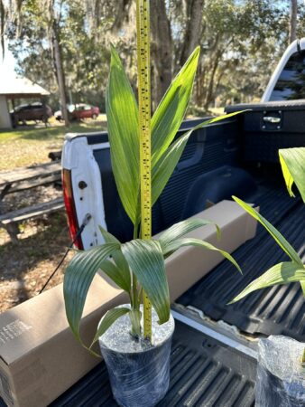 Archontophoenix alexandrae