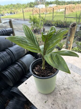 Pinanga coronata