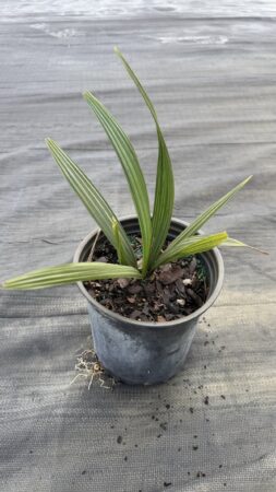 Sabal minor