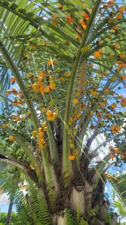 Butia capitata