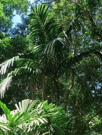 Pinanga insignis