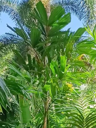 Hydriastele pleurocarpa