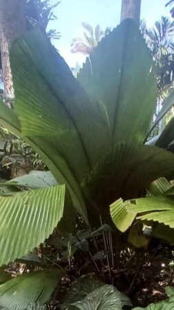 Johannesteijsmannia altifrons