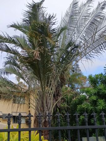 Chrysalidocarpus decaryi