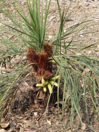 Acrocomia emensis