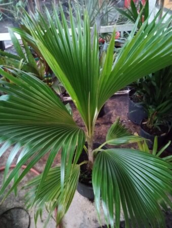 Pritchardia thurstonii