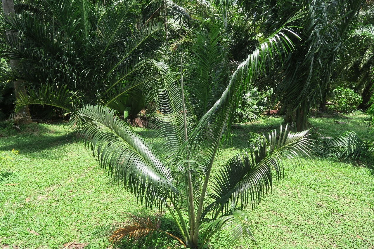 Pierre Olivier Albano Ravenea madagascariensis