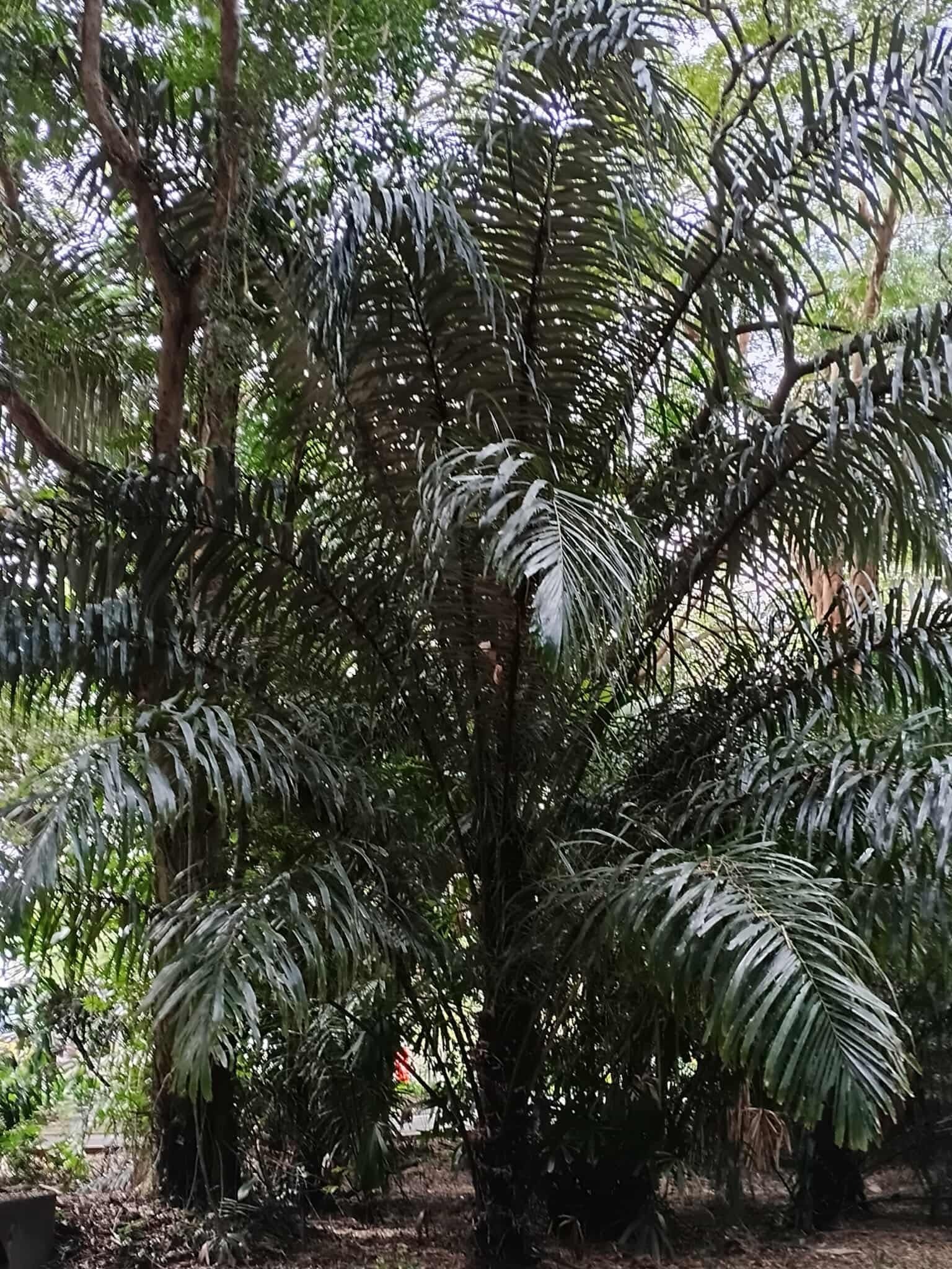 Arenga pinnata