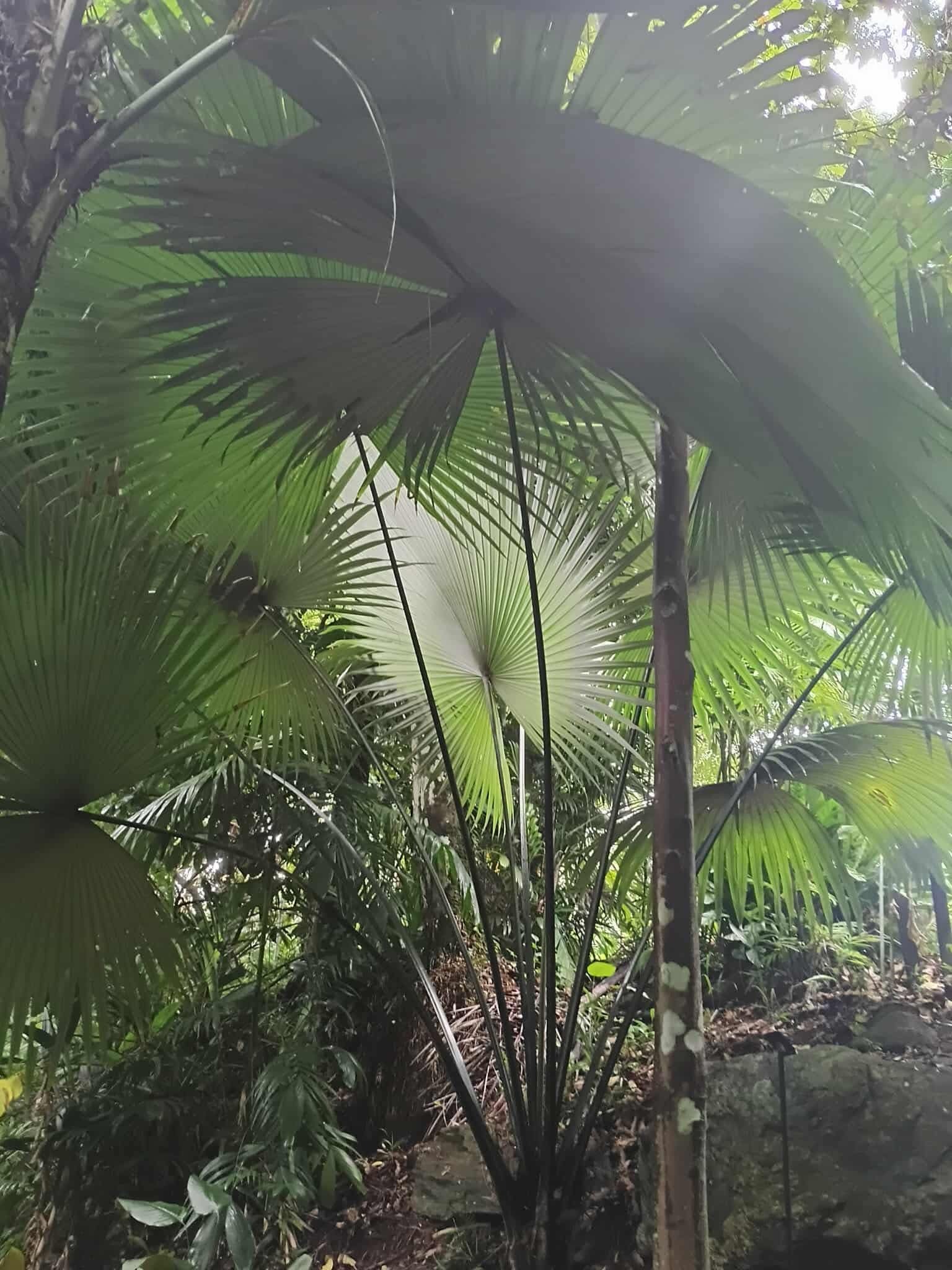 Kerriodoxa elegans