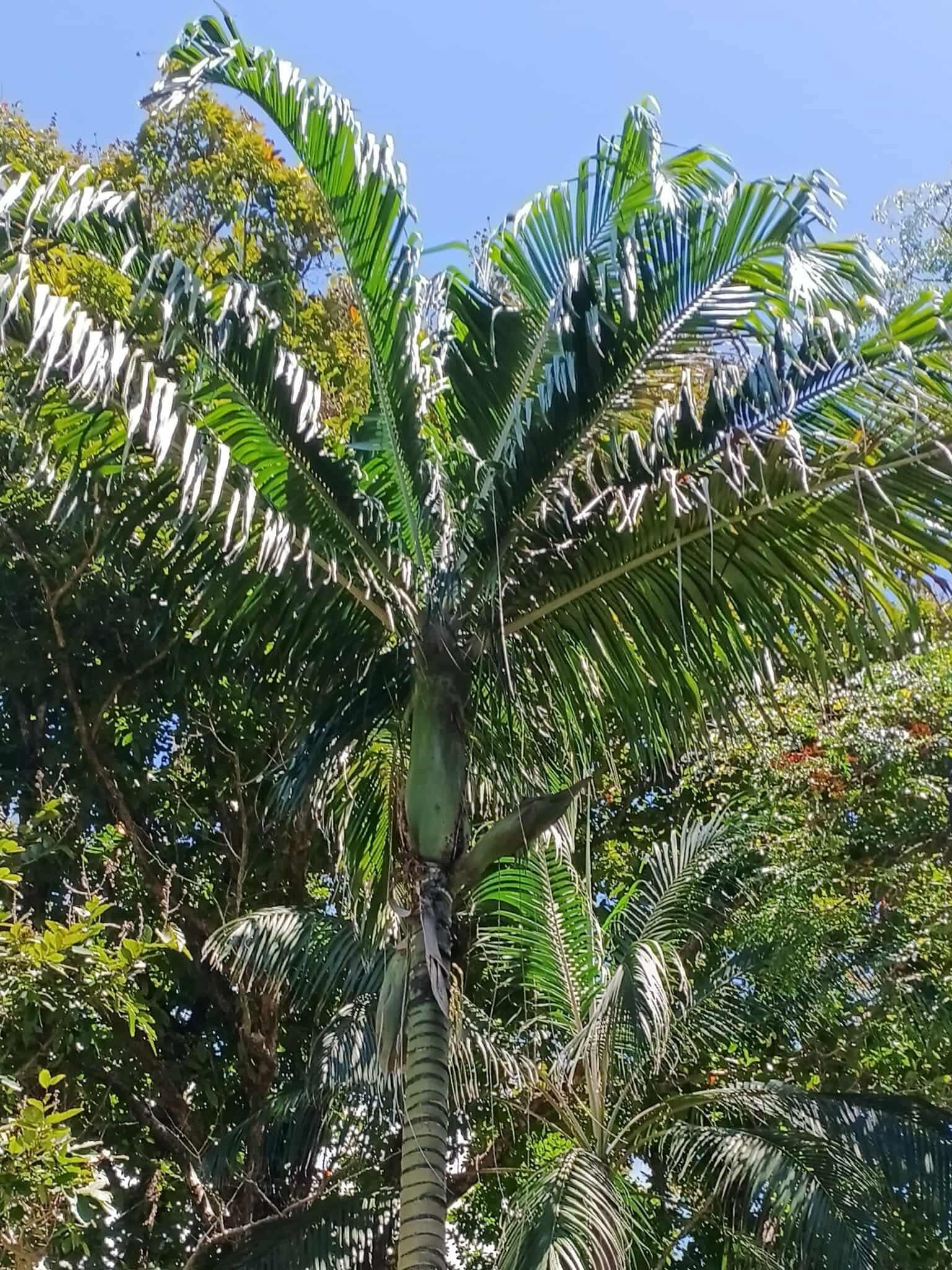 David Parker Chrysalidocarpus loucabensis