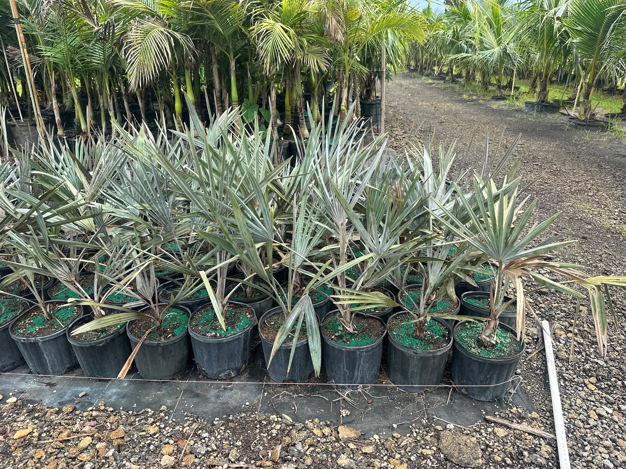 Serenoa repens sp. silver