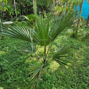 Red Latan Palm from Sabine Peter