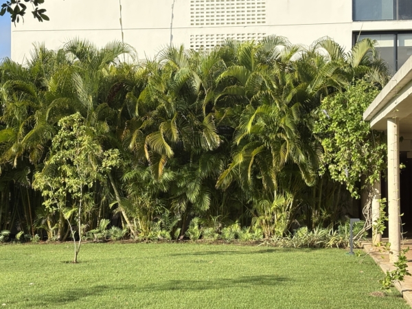 Chrysalidocarpus lutescens