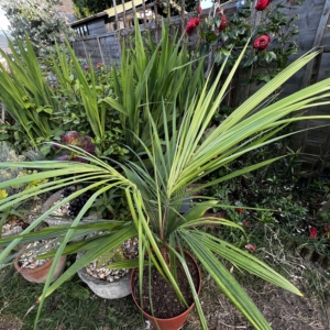 Beccarriophoenix alfredii
