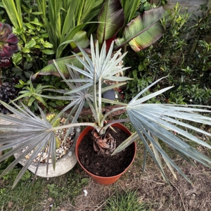 Bismarckia nobilis