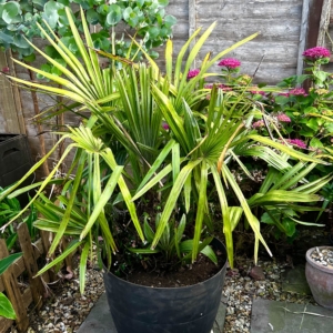 Rhapidophyllum hystrix