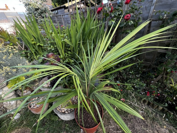 Beccariophoenix alfredii
