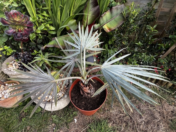 Bismarckia nobilis