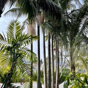 King Palms