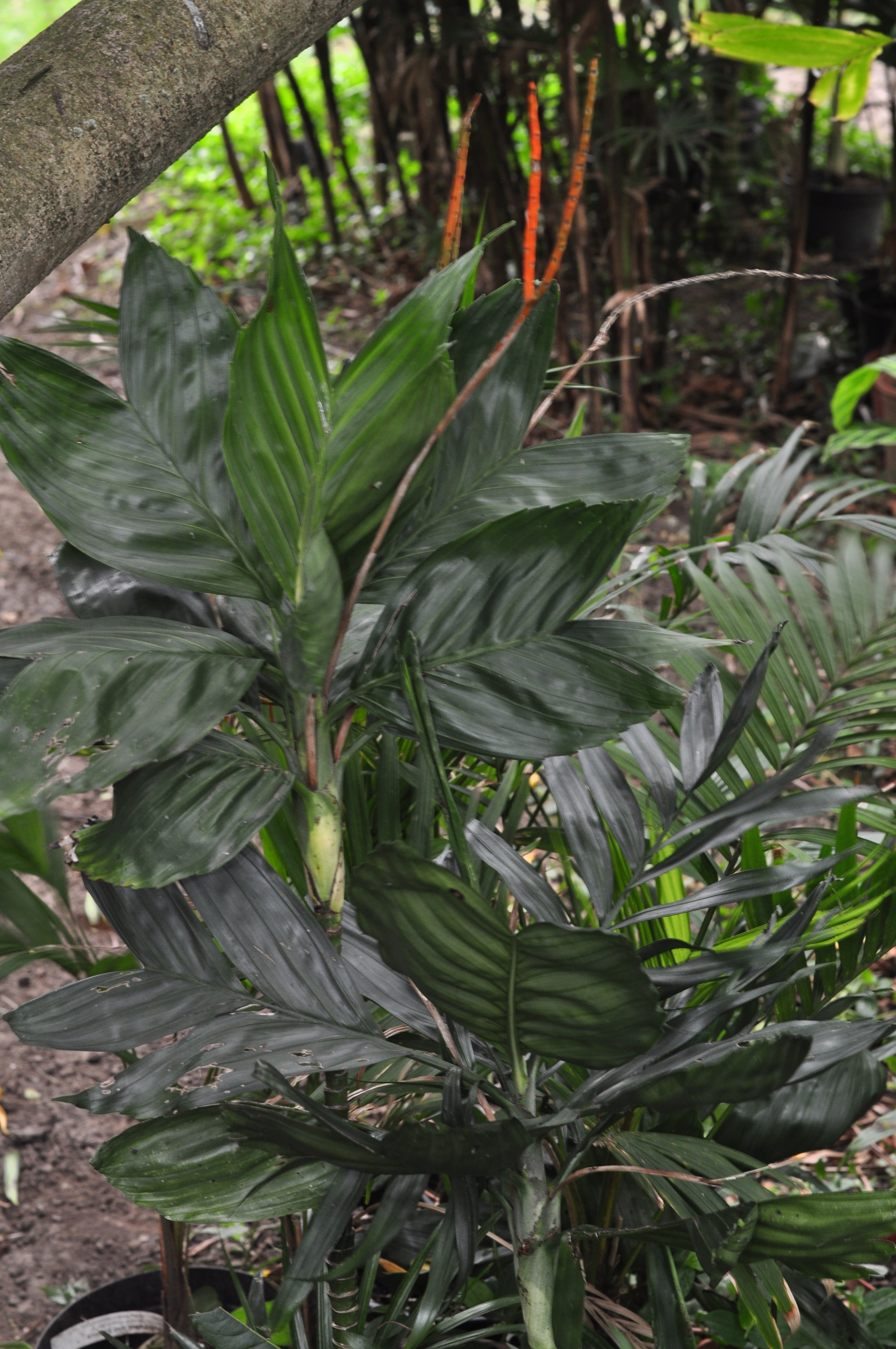 Chamaedorea metallica