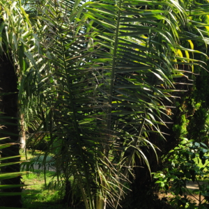 Ceroxylon alpinum