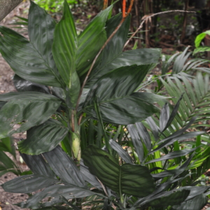 Chamaedorea metallica