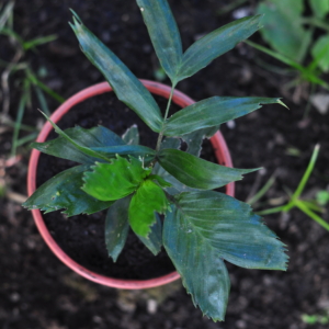 Linospadix monostachyos