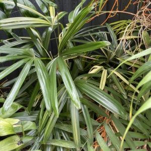 Rhapis excelsa variegata