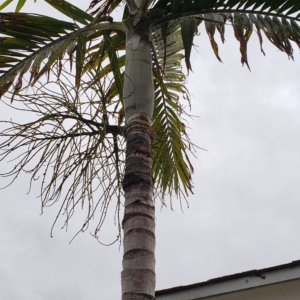 Ptychosperma elegans zone 10b coastal San Diego
