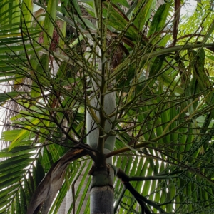 Ptychosperma salomonense inflorescence. Zone 10b coastal San Diego