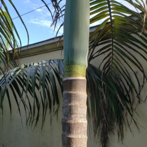 Archontophoenix tuckerii trunk detail zone 10b coastal San Diego