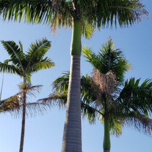 Roystonea oleracea, Roystonea boninquena, Veitchia arecina,  zone 10b coastal San Diego