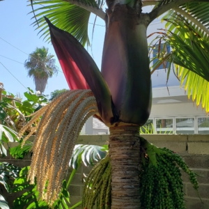 Rhopalostylis baueri var. cheesemanii
