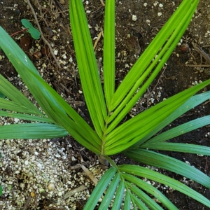 Basselinia velutina zone 10b coastal San Diego