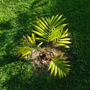 Chambeyronia divaricata zone 10b coastal San Diego