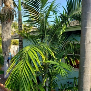 Chrysalidocarpus pembanus zone 10b coastal San Diego