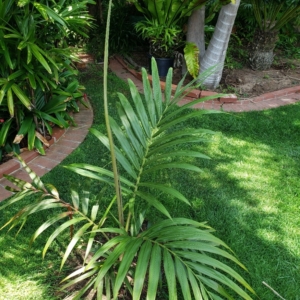Cyphophoenix nucele zone 10b coastal San Diego