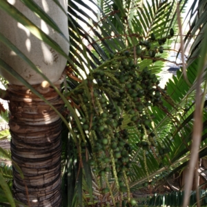 Dictyosperma conjugatum with seeds ripening zone 10b coastal San Diego