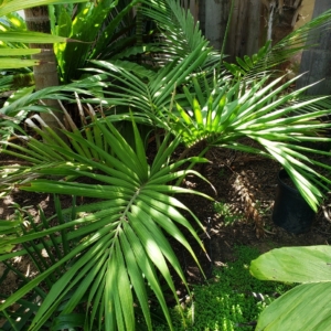 Hedyscepe canterburyana zone 10b coastal San Diego
