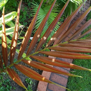 Chambeyronia Hookeri red frond zone 10b coastal San Diego