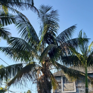 Howea forsteriana zone 10b coastal San Diego