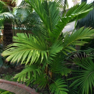 Pinanga coronata zone 10b coastal San Diego